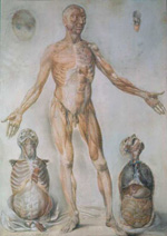 Anatomical Drawing #1